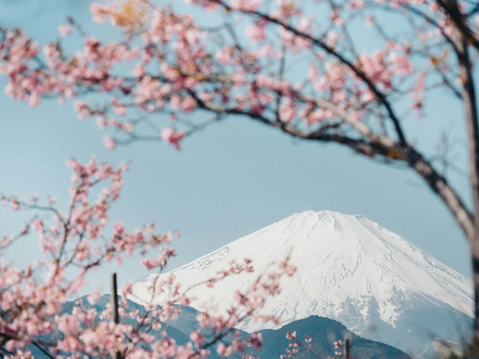 富士山與櫻花 — 日本留學